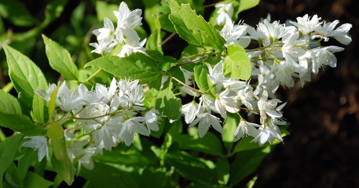 Дейция магнифика