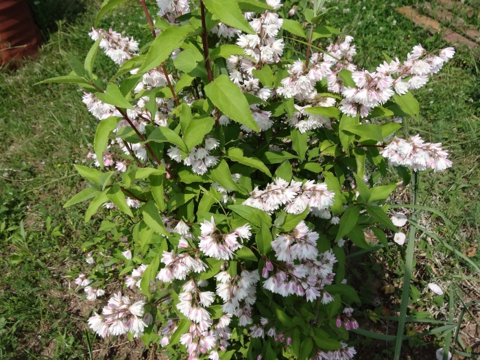 Дейция плена