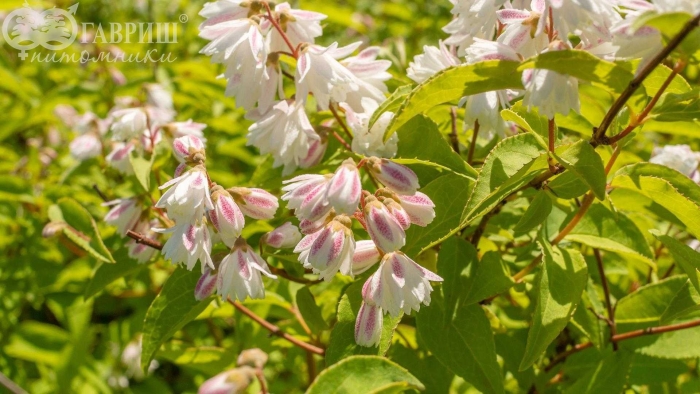 Дейция скабра