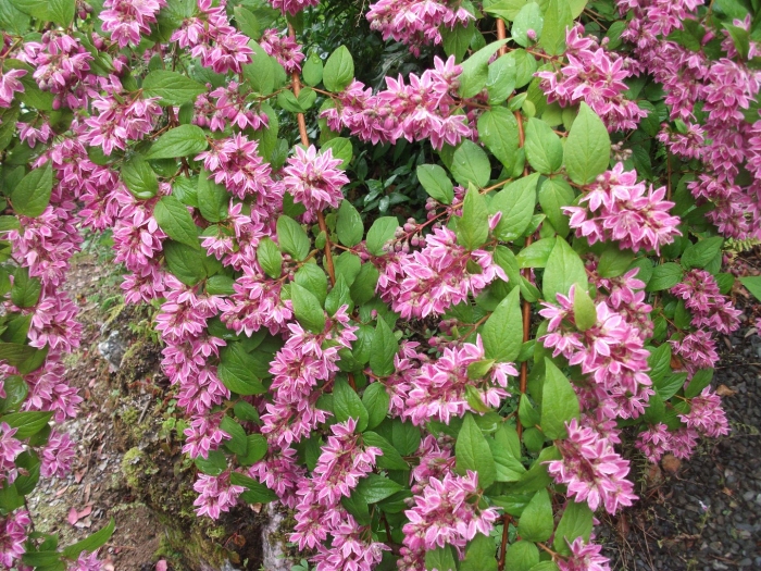 Дейция строберри филдс