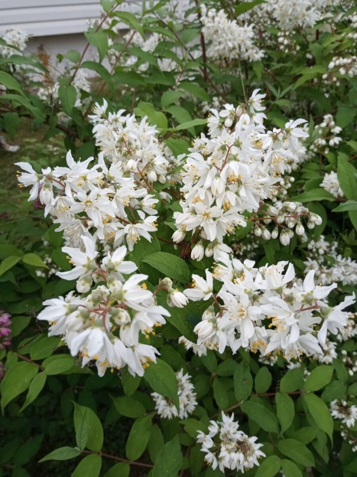 Дейция белоснежная кустарник