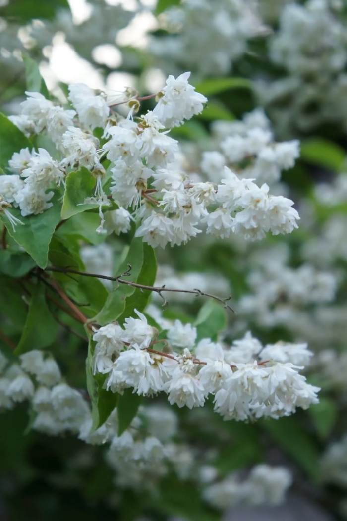 Дейция кандидиссима белоснежная