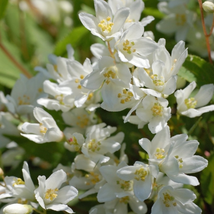 Deutzia gracilis nikko