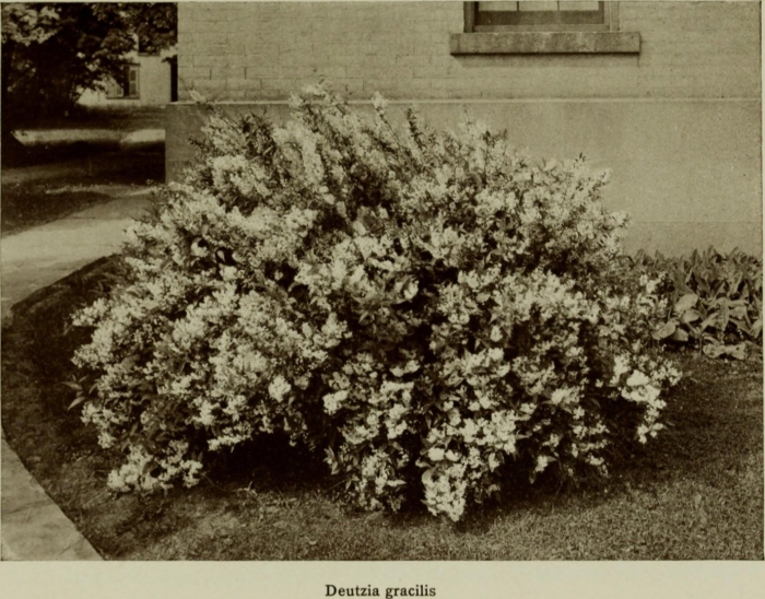 Дейция белая