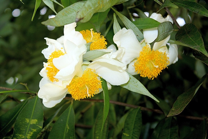 Camellia sinensis