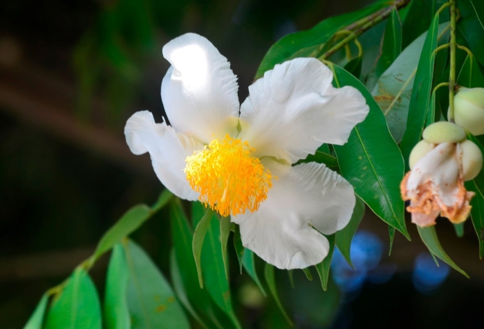 Красивая цветок