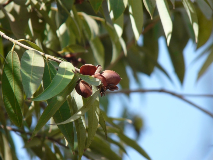 Mesua ferrea