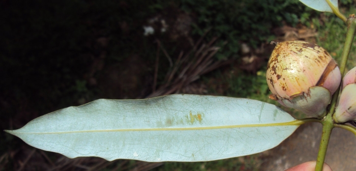 Dillenia suffruticosa