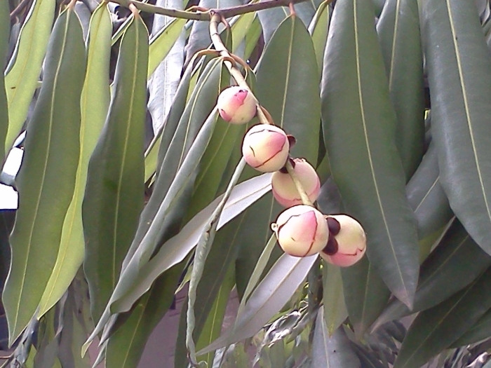 Macadamia tetraphylla
