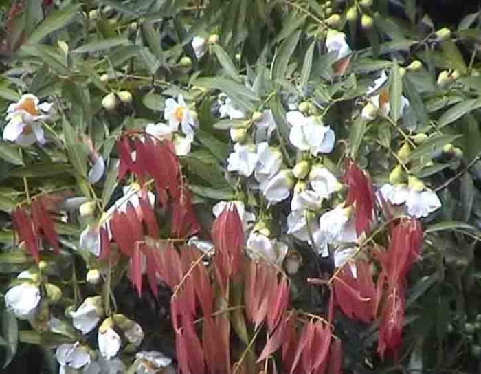 Галезия ландышевое дерево