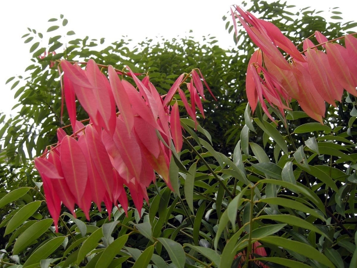 Мезуя дерево