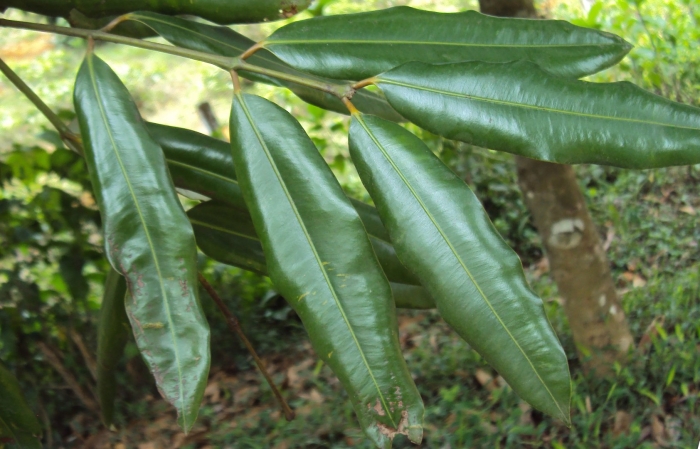 Syzygium samarangense