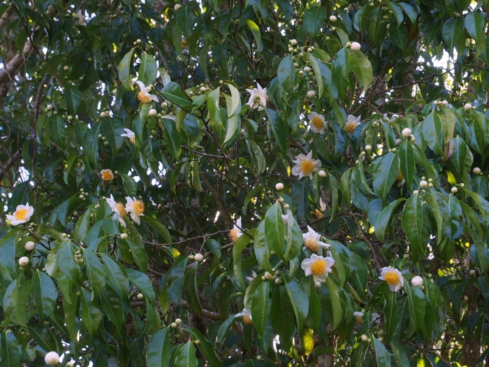 Camellia oleifera
