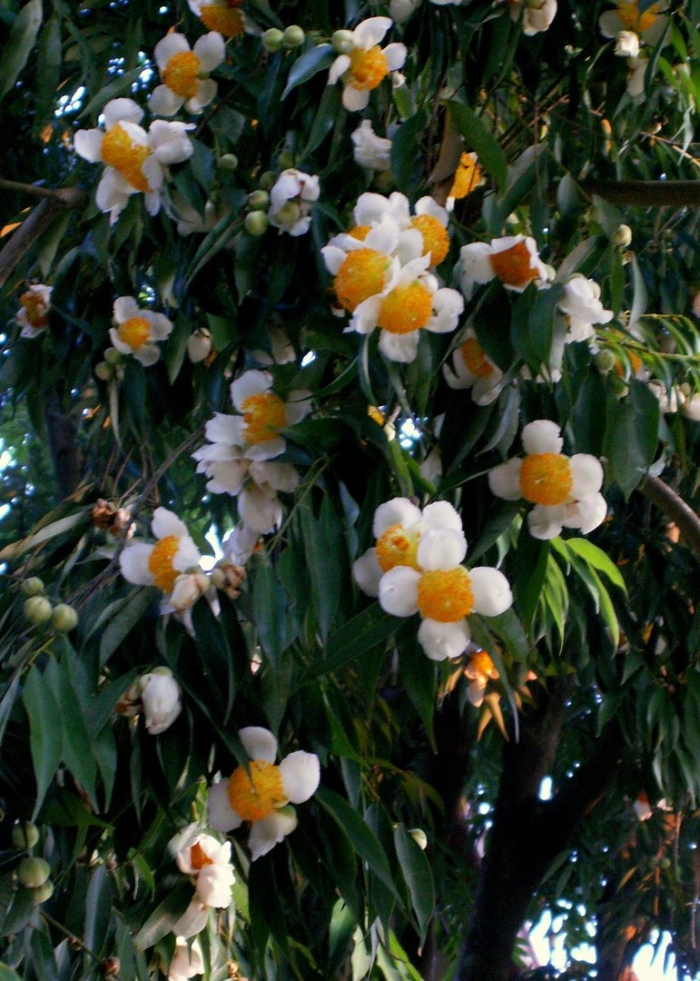 White and yellow flowers