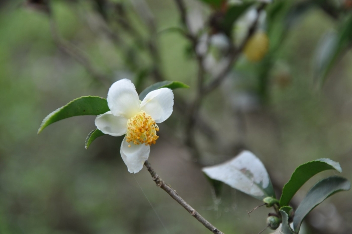 Камелия китайская синенсис