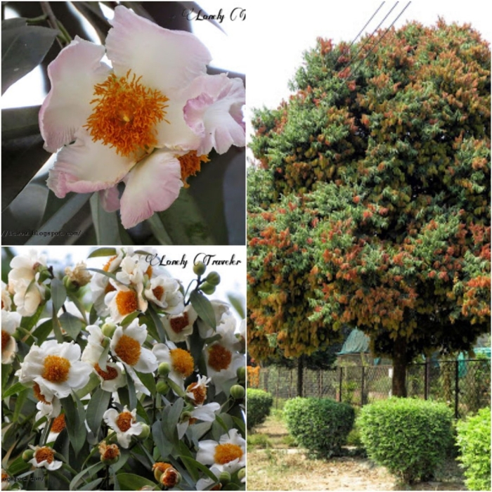 Стюартия псевдокамеллия