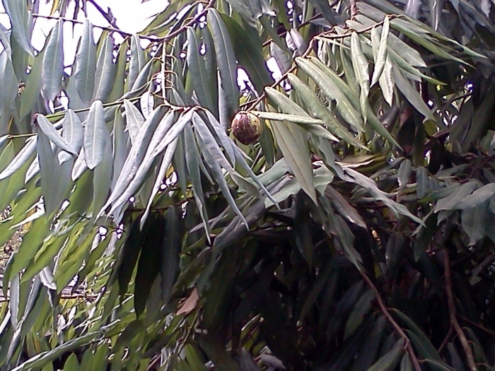 Мезуя железная листья