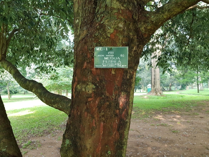 Дерево мезуя железное