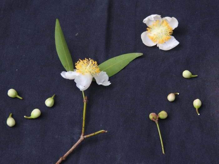 Camellia sinensis var assamica