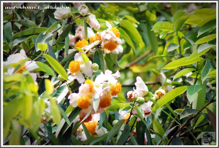 Indian rose chestnut