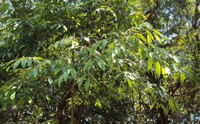 Fraxinus angustifolia