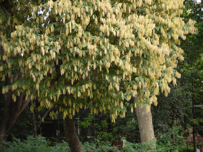 Железное дерево