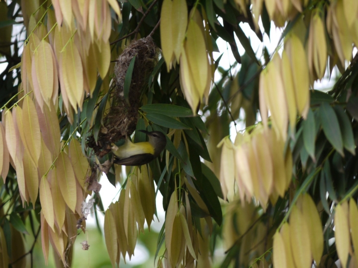 Чернопятнистая лодкоклювая мухоловка