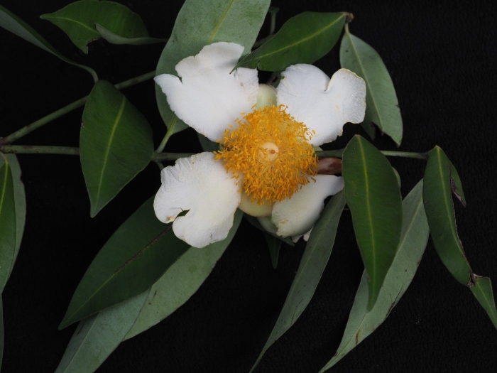 Белые цветки