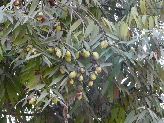 Chestnut tree