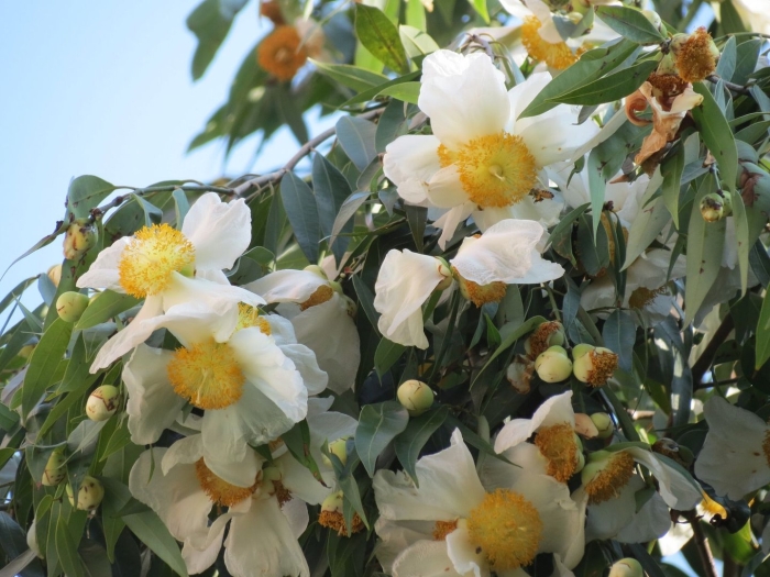 Stewartia pseudocamellia