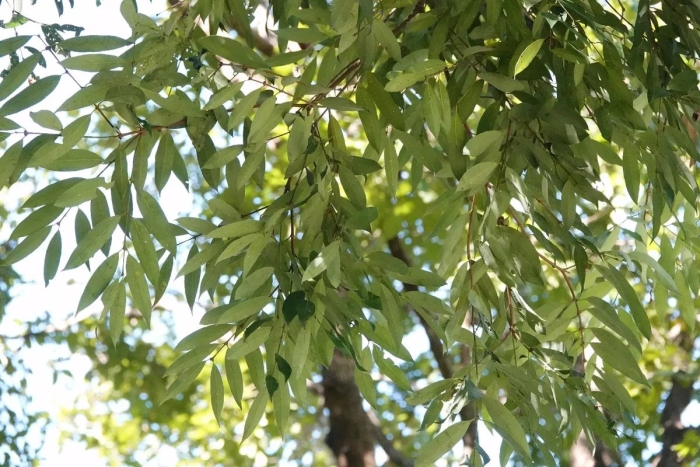 Ясень пенсильванский fraxinus pennsylvanica