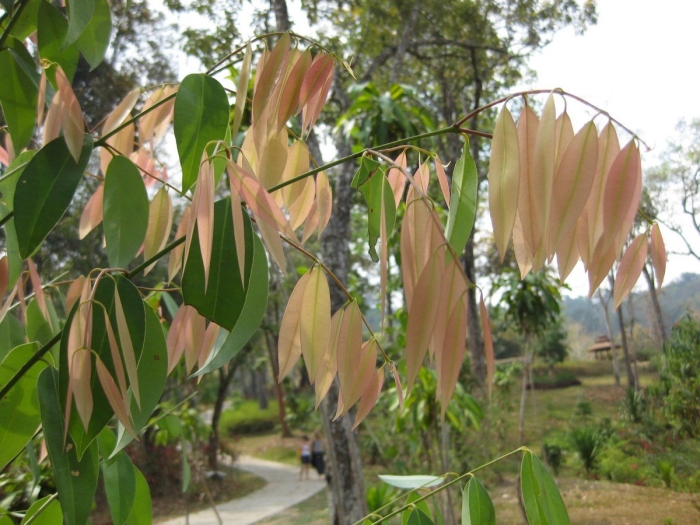 Cinnamomum zeylanicum дерево