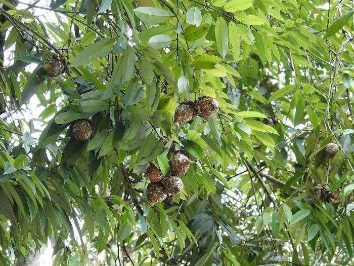 Тропические растения