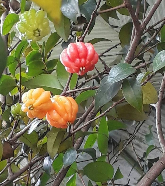 Суринамская вишня питанга