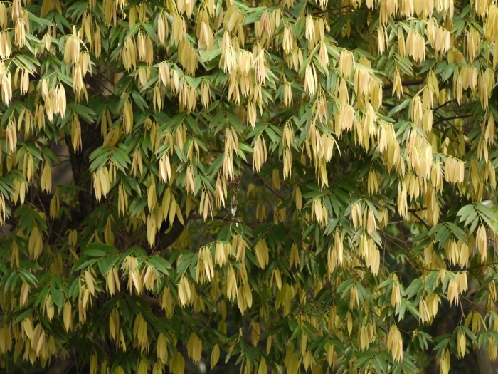 Княжик golden dream