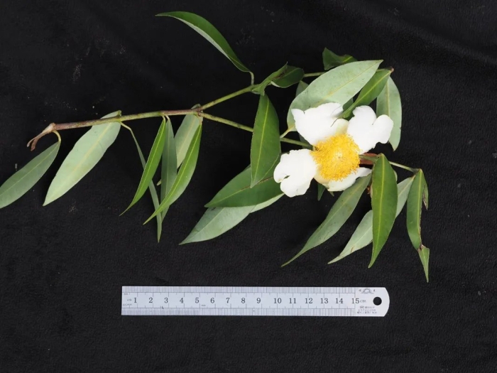 Dillenia philippinensis