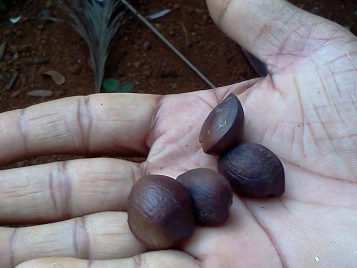 Семена камелия китайская