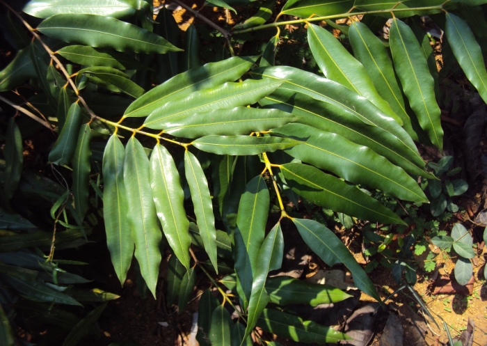Podocarpus dispermus