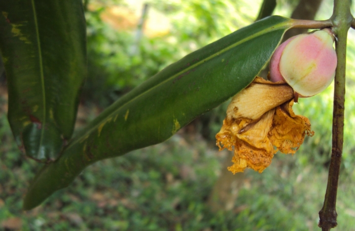 Мангостин дерево