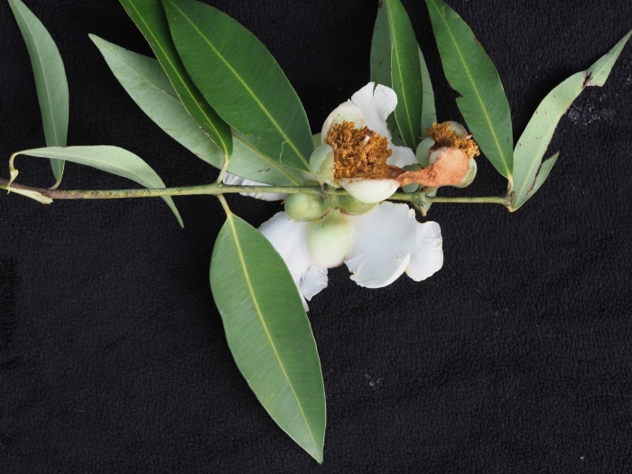 Растение красивое