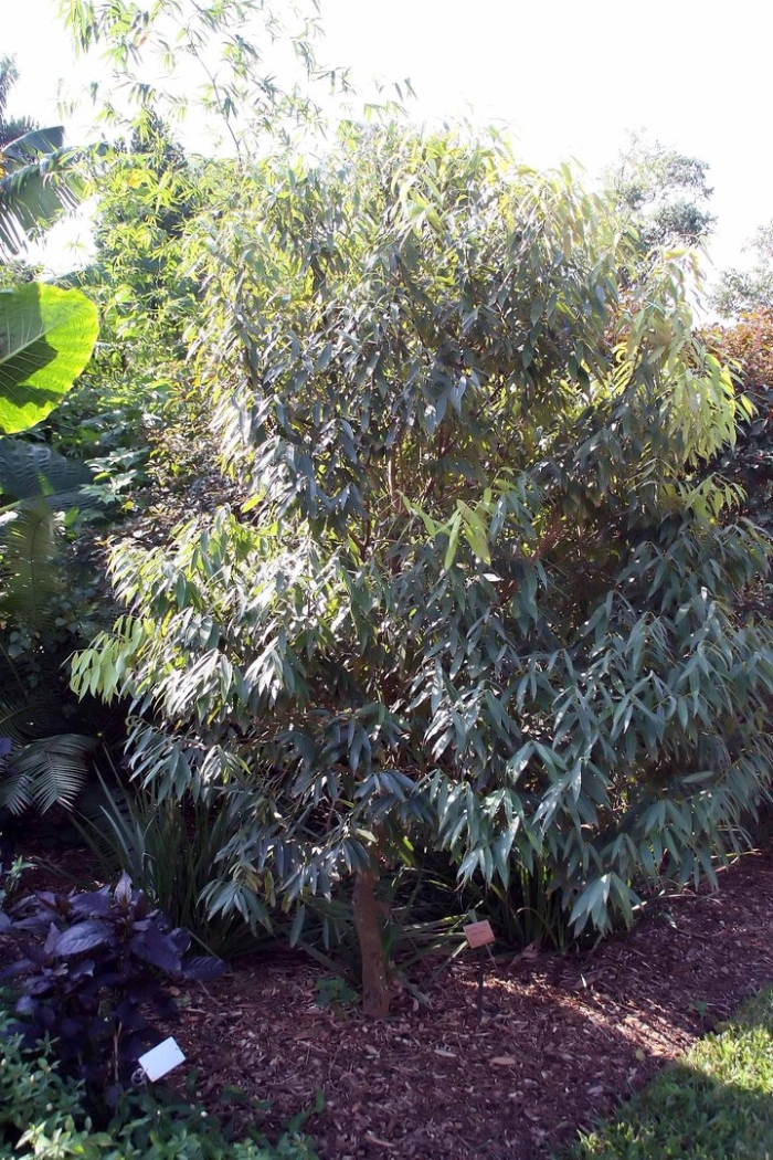 Eucalyptus citriodora
