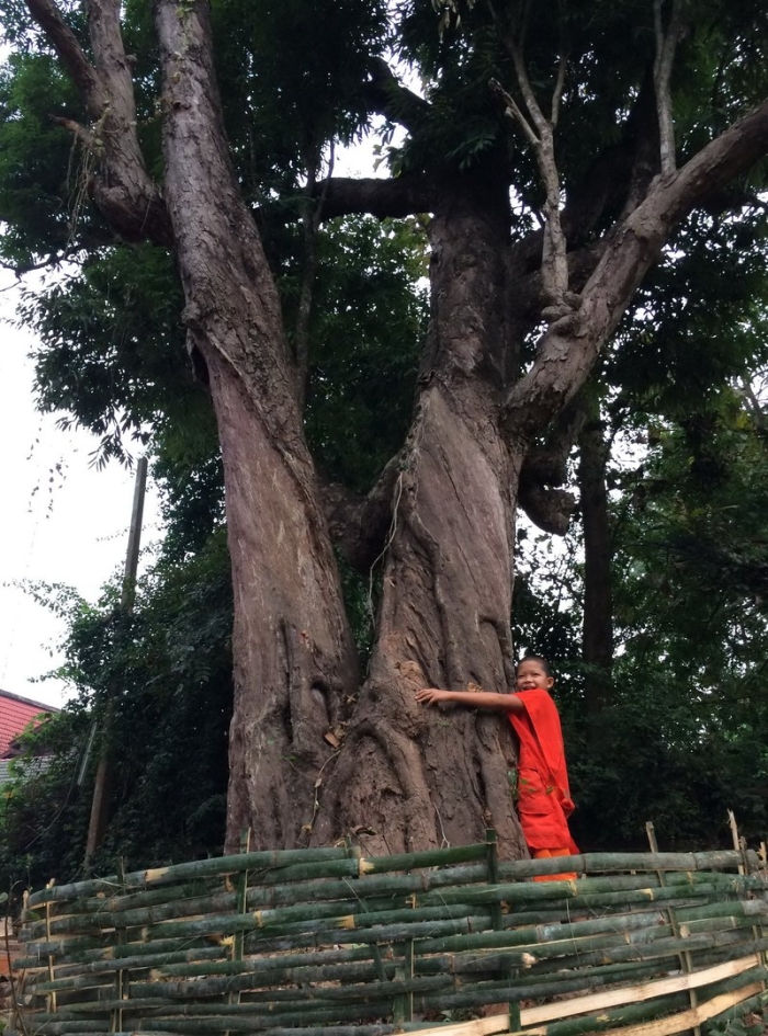 Дерево бодхи шри ланка