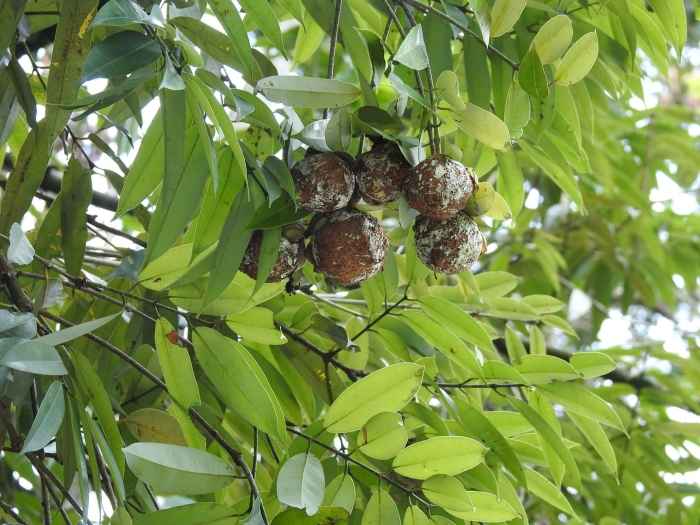 Бертолетия орех