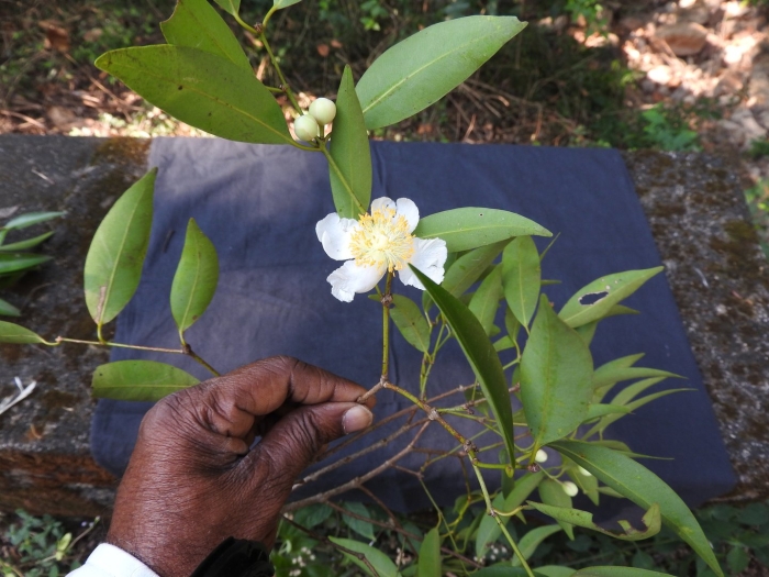 Камелия синенсис