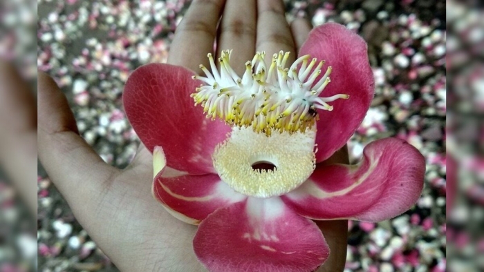 Курупита гвианская