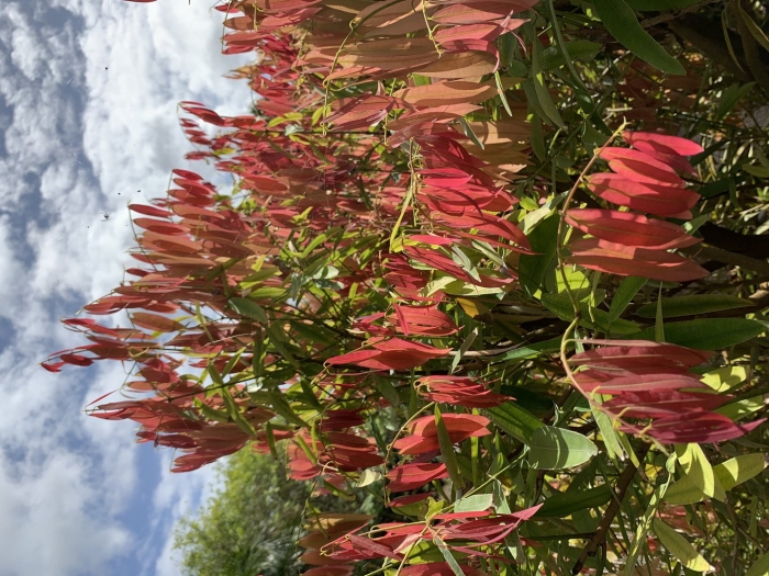 Русселия хвощевидная