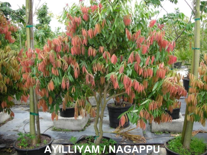 Мезуя дерево