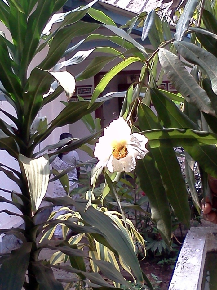 Cheilocostus speciosus