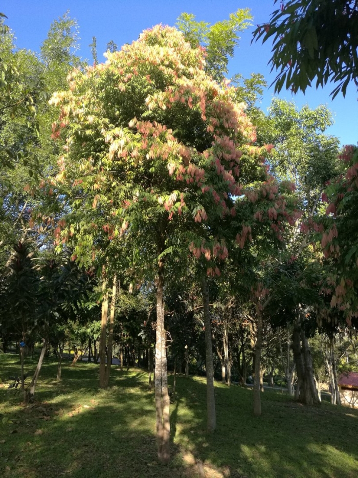 Albizia julibrissin