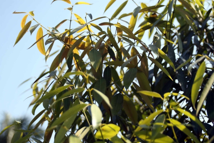 Эвкалипт лист